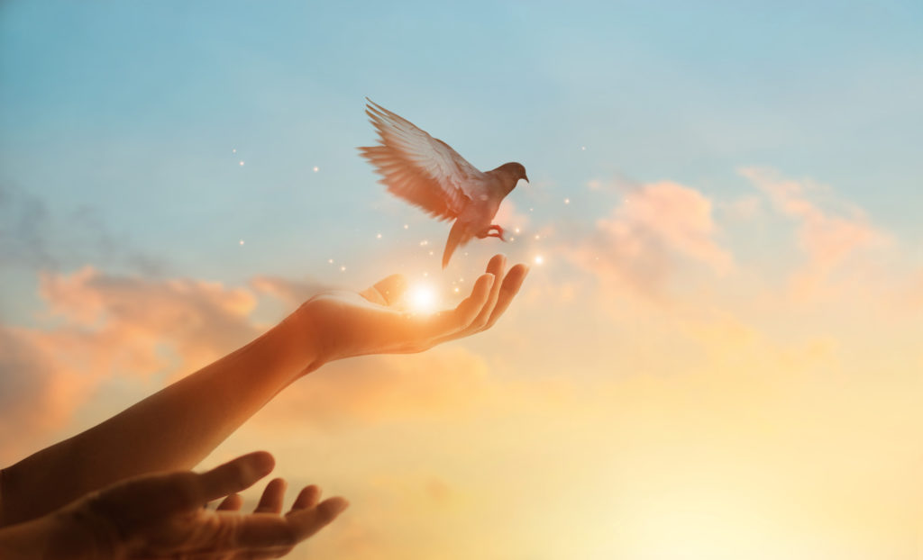 Woman,Praying,And,Free,Bird,Enjoying,Nature,On,Sunset,Background, Dove released from a person's palm into the sky